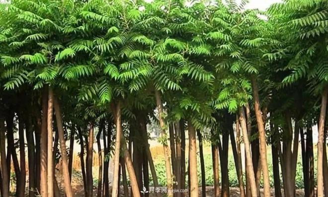 2021年楸树需求量将爆发式增长,苗木人可占据商机(图1) 2021年楸树需求量将爆发式增长,苗木人可占据商机(图1)