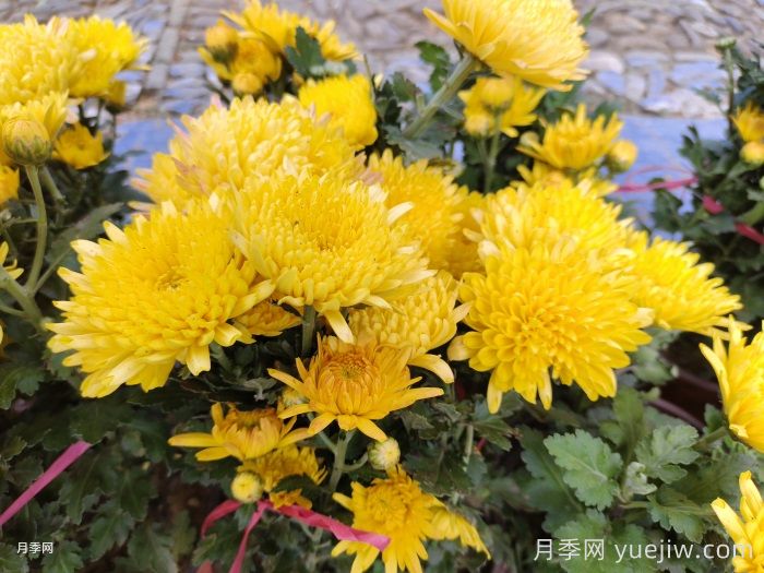 秋天14株疗愈系植物，让院子浪漫又温柔(图1)