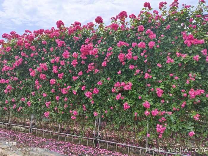 花卉苗木行业火爆的十种苗木和用途(图2)