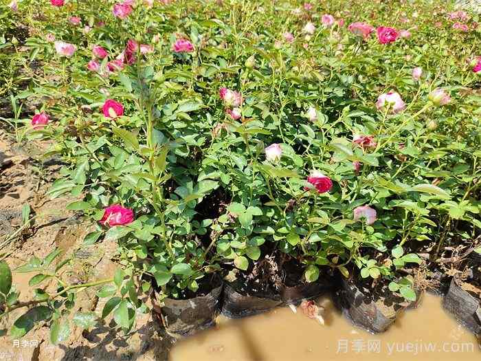 花卉苗木养护管理主要有几方面？(图1)