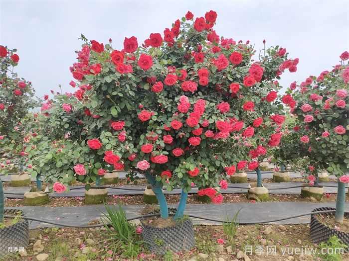 草绳绕树干对移栽月季树和苗木有那些好处?(图1) 草绳绕树干对移栽月季树和苗木有那些好处?(图1)