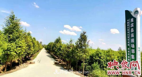 信阳淮滨：建成全国最大的落羽杉苗木繁育基地(图1)