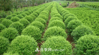 绿化苗木尺寸规格小知识(图1)