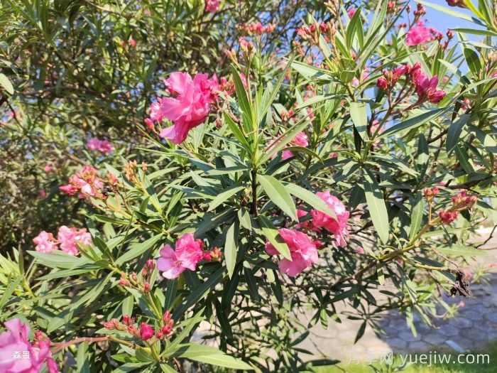 夹竹桃可以扦插繁殖吗(图1)
