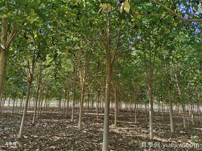 城乡园林绿化常用的50种植物(图3)