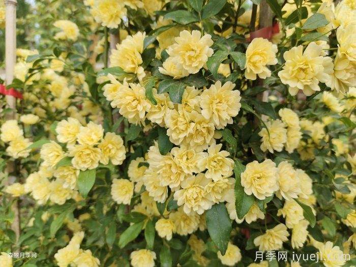 木香，七里香，黄木香(图1)