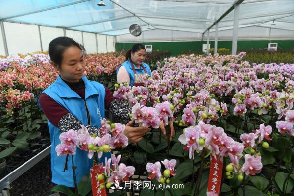 广西东兰:兰花冬日俏 广西东兰:兰花冬日俏 群众增收快(图1)