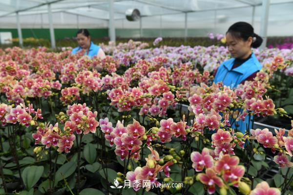 广西东兰:兰花冬日俏 广西东兰:兰花冬日俏 群众增收快(图3)