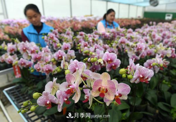 广西东兰:兰花冬日俏 广西东兰:兰花冬日俏 群众增收快(图2)