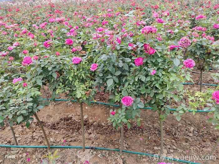 雨季园林绿化苗木施药注意事项(图1)