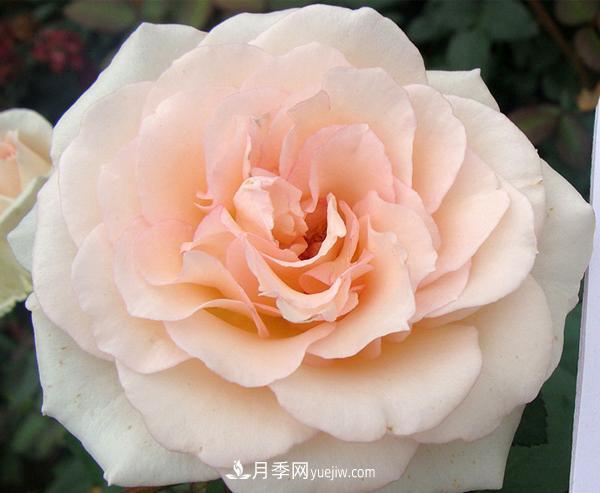 把这些花养好了，家里分分钟变花海，保证你天天待着都不想出门！(图1)