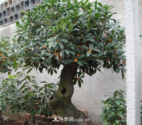 南阳四季桂栽培五要点(图1) 南阳四季桂栽培五要点(图1)