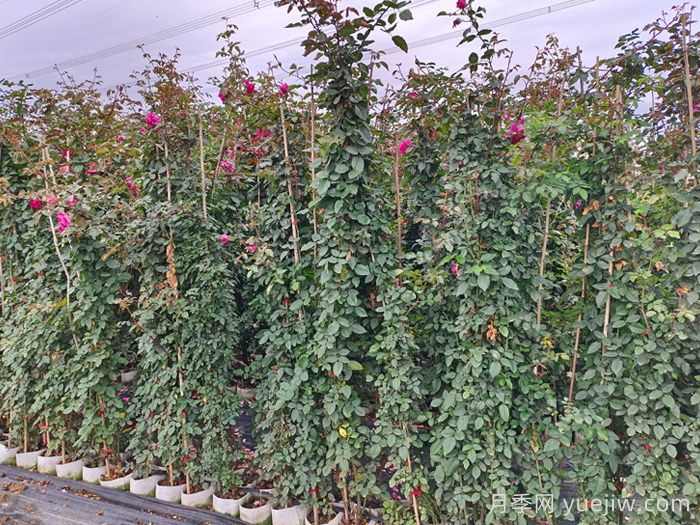 秋季月季苗木栽植五不宜,园林工程需注意(图2) 秋季月季苗木栽植五不宜,园林工程需注意(图2)