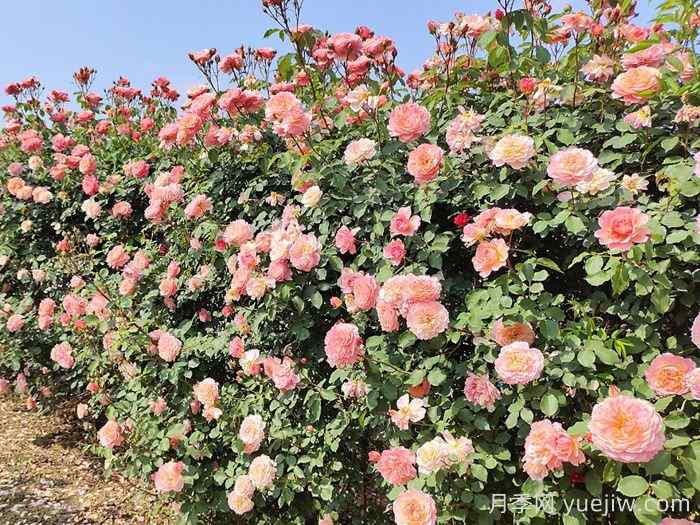 秋季月季苗木栽植五不宜,园林工程需注意(图1) 秋季月季苗木栽植五不宜,园林工程需注意(图1)