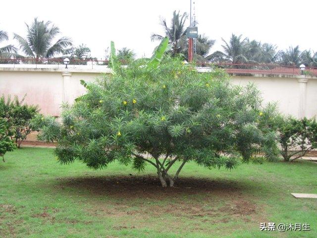 园林绿化是国家战略,利润很高,了解行业标准财富滚滚来(图1) 园林绿化是国家战略,利润很高,了解行业标准财富滚滚来(图1)