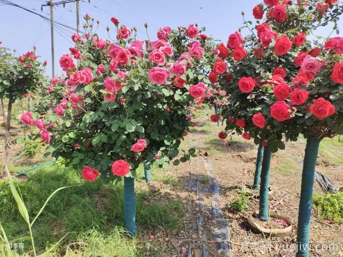 未来缺货的苗木有哪些?盘点有钱景的树木(图1) 未来缺货的苗木有哪些?盘点有钱景的树木(图1)