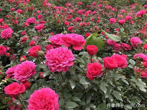 蚌埠好玩的景点盘点,还有月季园(图1) 蚌埠好玩的景点盘点,还有月季园(图1)