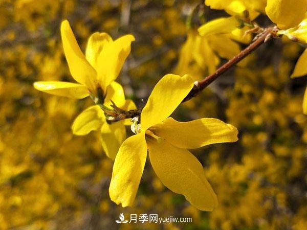 连翘能在冬季扦插吗?连翘什么时候扦插种植? 连翘能在冬季扦插吗?连翘什么时候扦插种植?(图1)