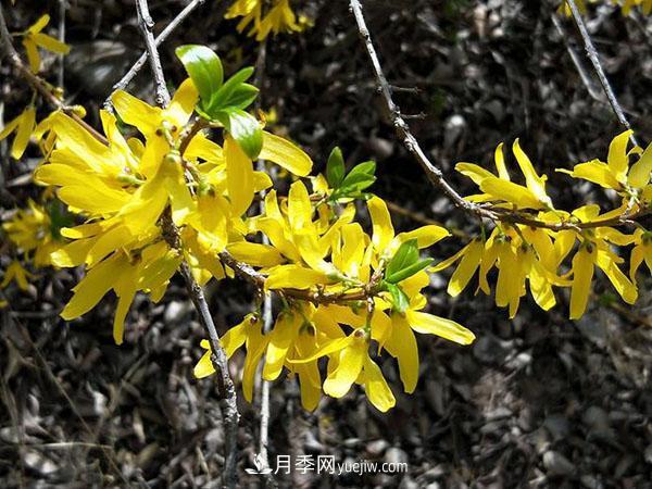 连翘能在冬季扦插吗?连翘什么时候扦插种植? 连翘能在冬季扦插吗?连翘什么时候扦插种植?(图2)