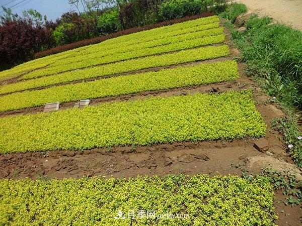 连翘能在冬季扦插吗?连翘什么时候扦插种植? 连翘能在冬季扦插吗?连翘什么时候扦插种植?(图3)