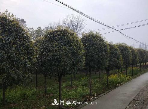 如何区分桂花树的品种(图1)