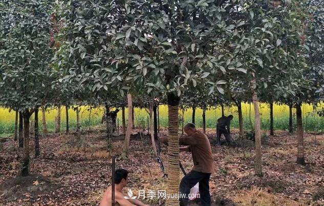 如何区分桂花树的品种(图2)