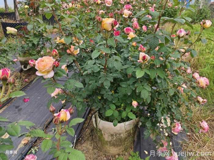 十月园林行业养护管理措施汇总(图1) 十月园林行业养护管理措施汇总(图1)