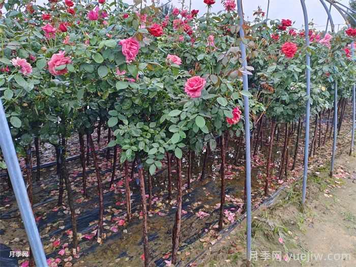 秋季雨水过多,苗木种植后应注意的几个方面(图1) 秋季雨水过多,苗木种植后应注意的几个方面(图1)