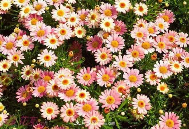 玛格丽特花能活几年?怎么买一棵活百年?(图1) 玛格丽特花能活几年?怎么买一棵活百年?(图1)