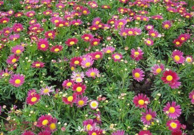 玛格丽特花能活几年?怎么买一棵活百年?(图2) 玛格丽特花能活几年?怎么买一棵活百年?(图2)