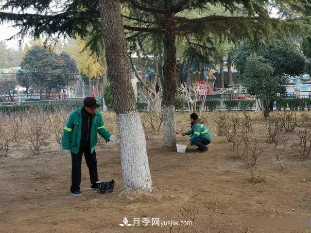 菏泽树木涂白，让苗木健康过冬(图1)
