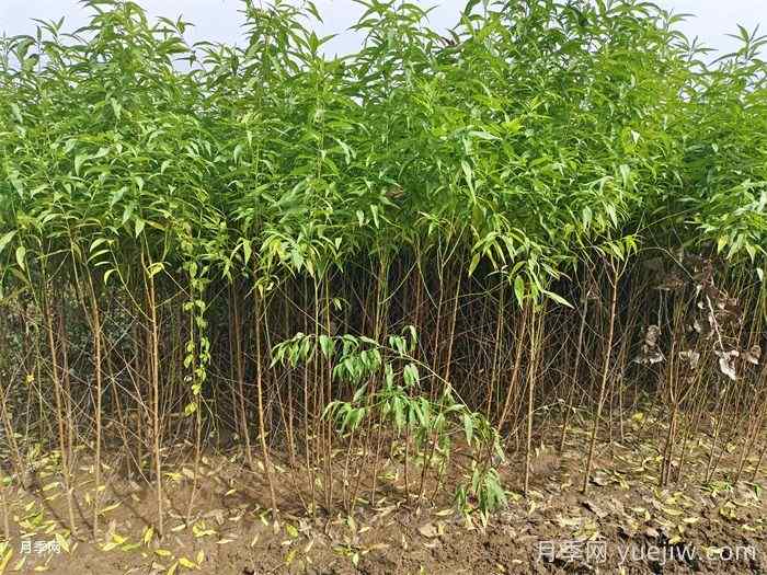 冬季果树苗怎样移栽成活率更高?(图1) 冬季果树苗怎样移栽成活率更高?(图1)