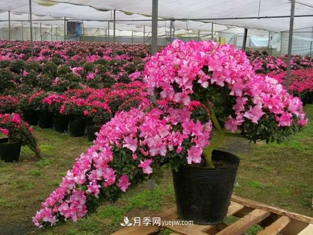 树桩盆景枝片造型讲究样式(图1) 树桩盆景枝片造型讲究样式(图1)