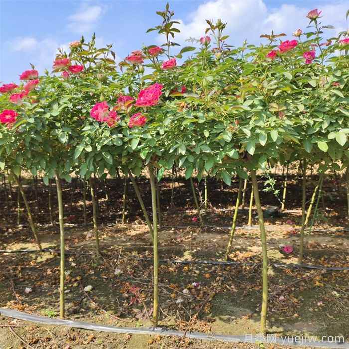 花木修剪几月份最好?(图1) 花木修剪几月份最好?(图1)