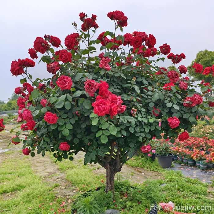 花木修剪几月份最好?(图2) 花木修剪几月份最好?(图2)