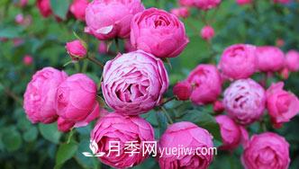 月季花是中国传统十大名花之一,一年长占四时春(图1) 月季花是中国传统十大名花之一,一年长占四时春(图1)