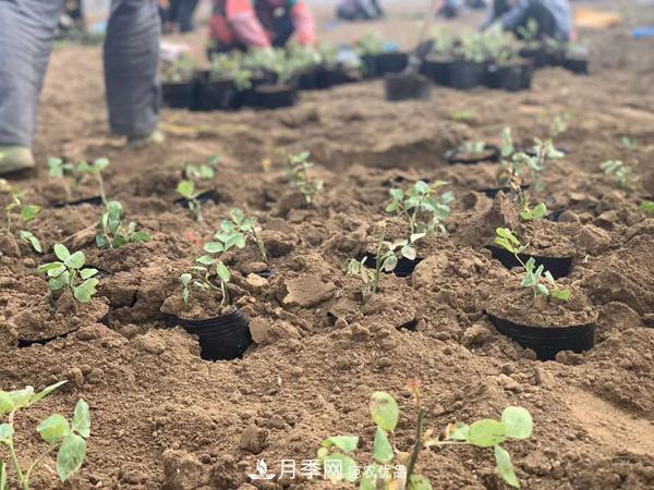 小月季引领大发展 莱州北张合作社月季种植致富(图1) 小月季引领大发展 莱州北张合作社月季种植致富(图1)