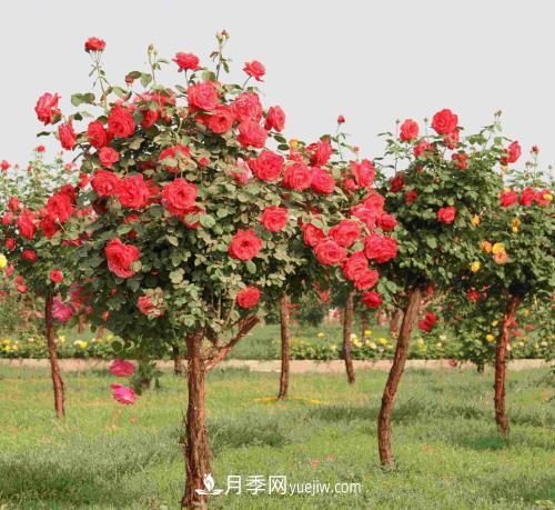 种养月季要从这几个方面留意?花可以养好(图1) 种养月季要从这几个方面留意?花可以养好(图1)