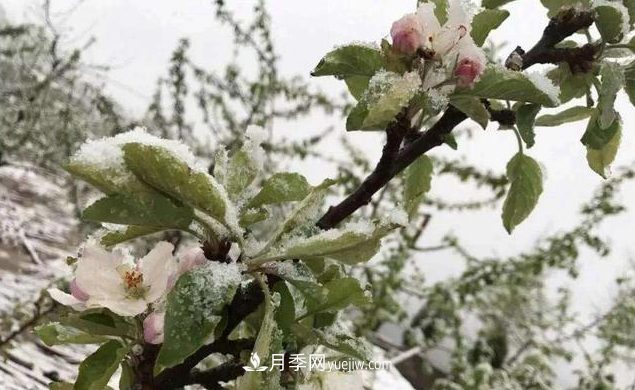 苗木防寒,老苗木人都会疏忽的地方要注意(图1) 苗木防寒,老苗木人都会疏忽的地方要注意(图1)