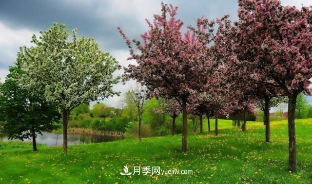 苗木防寒,老苗木人都会疏忽的地方要注意(图3) 苗木防寒,老苗木人都会疏忽的地方要注意(图3)