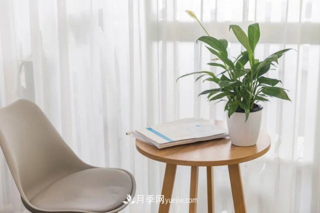 2021,十二生肖的运势,养什么花最旺?(图1) 2021,十二生肖的运势,养什么花最旺?(图1)