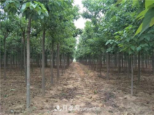 河南商丘高集:楸树之乡打造苗木美丽乡村(图1) 河南商丘高集:楸树之乡打造苗木美丽乡村(图1)