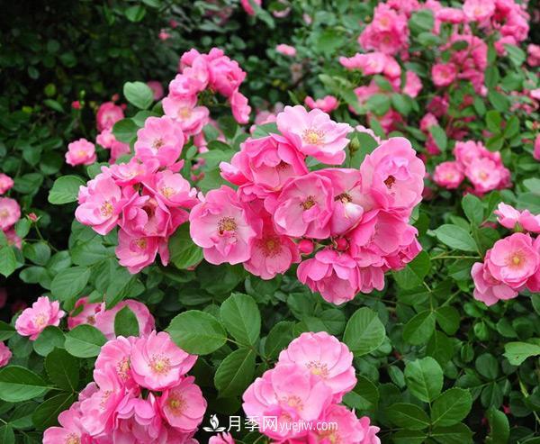 树状月季造型多样、简单易活性能是什么?(图1) 树状月季造型多样、简单易活性能是什么?(图1)
