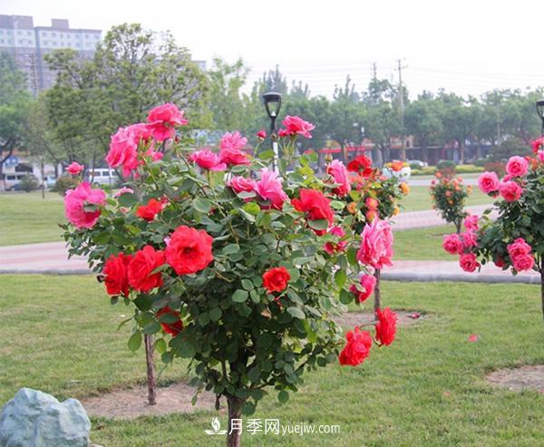 树状月季什么时间剪枝打理?(图1) 树状月季什么时间剪枝打理?(图1)