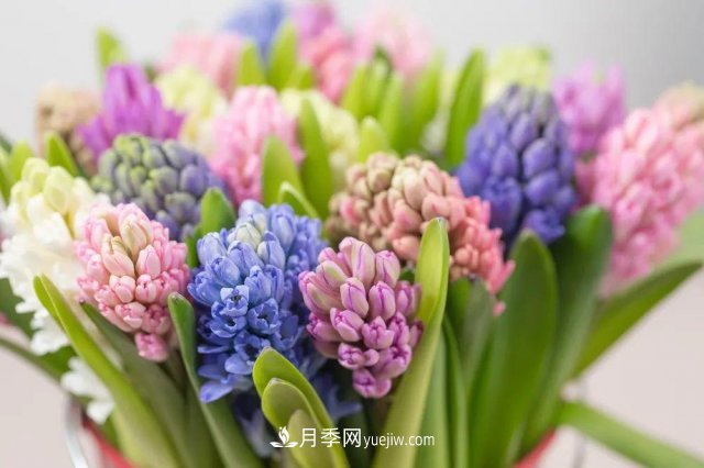 2021,十二生肖的运势,养什么花最旺?(图2) 2021,十二生肖的运势,养什么花最旺?(图2)