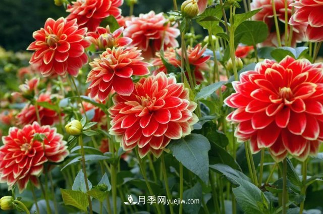 2021,十二生肖的运势,养什么花最旺?(图5) 2021,十二生肖的运势,养什么花最旺?(图5)