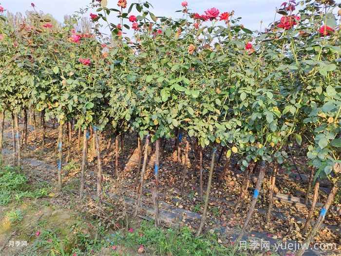 苗木生长不良的七大原因分析(图1) 苗木生长不良的七大原因分析(图1)