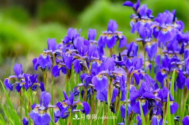 2021,十二生肖的运势,养什么花最旺?(图4) 2021,十二生肖的运势,养什么花最旺?(图4)