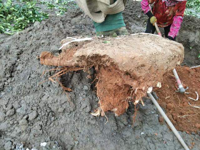 大树土球破损散球移栽后,几个诀窍快速提高复壮能力(图1) 大树土球破损散球移栽后,几个诀窍快速提高复壮能力(图1)