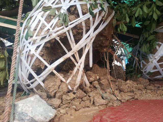 大树土球破损散球移栽后,几个诀窍快速提高复壮能力(图3) 大树土球破损散球移栽后,几个诀窍快速提高复壮能力(图3)